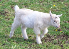 goldenbuck2010a