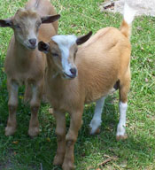 bucklings goat