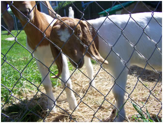boer bucklings
