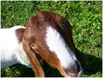 boer doe