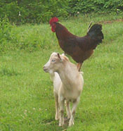 johnny goat