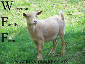 nigerian dwarf goats