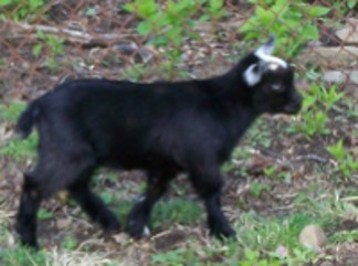 noellesblackbuck2010b