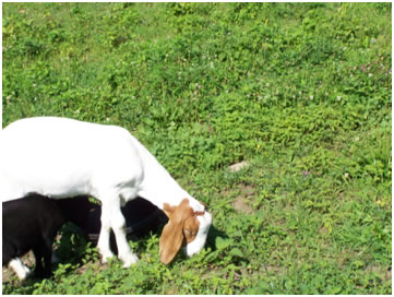 boer doe