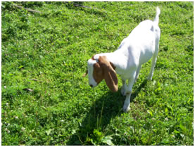 boer doe