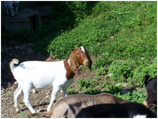 boer doe